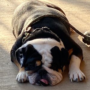 Meet your Posher, Bettie